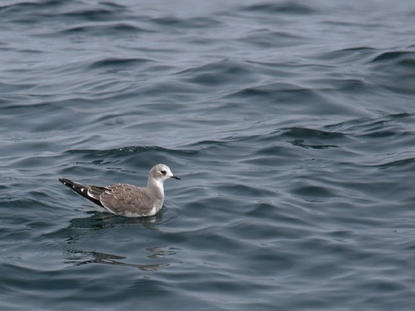 Sabine's Gull